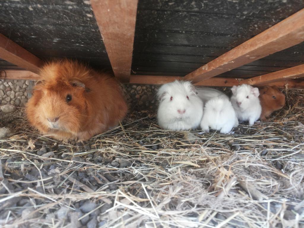 Ferienwohnungen Niederhof Lana Εξωτερικό φωτογραφία